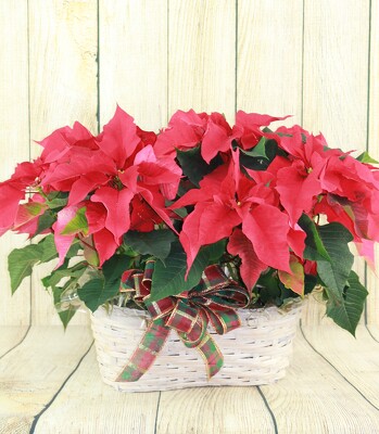 Poinsettia Basket from Flowers by Ray and Sharon in Muskegon, MI